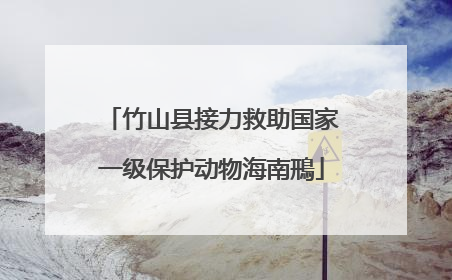 竹山县接力救助国家一级保护动物海南鳽