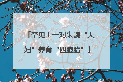 罕见！一对朱鹮“夫妇”养育“四胞胎”