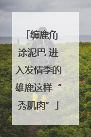 缠鹿角 涂泥巴 进入发情季的雄鹿这样“秀肌肉”