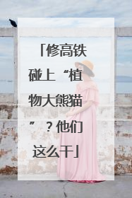 修高铁碰上“植物大熊猫”？他们这么干