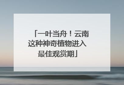 一叶当舟！云南这种神奇植物进入最佳观赏期