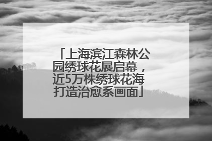 上海滨江森林公园绣球花展启幕，近5万株绣球花海打造治愈系画面