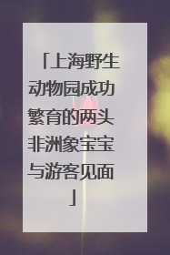 上海野生动物园成功繁育的两头非洲象宝宝与游客见面