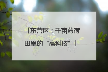 东营区：千亩薄荷田里的“高科技”