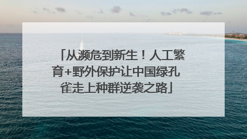 从濒危到新生！人工繁育+野外保护让中国绿孔雀走上种群逆袭之路