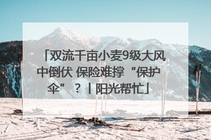 双流千亩小麦9级大风中倒伏 保险难撑“保护伞”？丨阳光帮忙