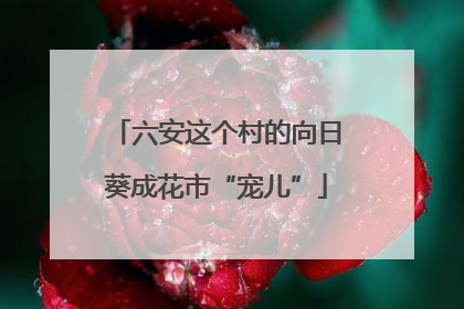六安这个村的向日葵成花市“宠儿”