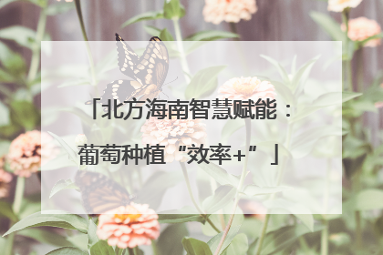 北方海南智慧赋能：葡萄种植“效率+”