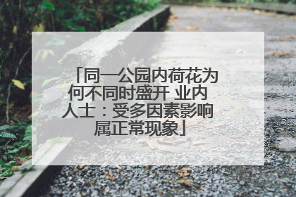 同一公园内荷花为何不同时盛开 业内人士：受多因素影响 属正常现象