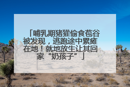哺乳期猪獾偷食苞谷被发现，逃跑途中累瘫在地！就地放生让其回家“奶孩子”