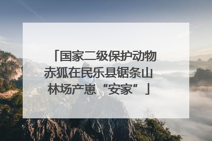 国家二级保护动物赤狐在民乐县锯条山林场产崽“安家”