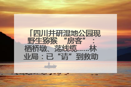 四川井研湿地公园现野生猕猴 “房客”：栖桥墩、荡线缆……林业局：已“请”到救助站，将放归自然