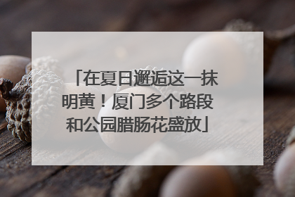 在夏日邂逅这一抹明黄！厦门多个路段和公园腊肠花盛放