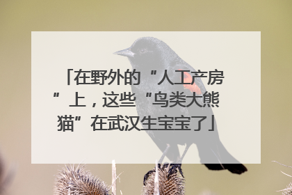 在野外的“人工产房”上，这些“鸟类大熊猫”在武汉生宝宝了