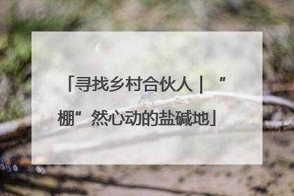 寻找乡村合伙人｜“棚”然心动的盐碱地