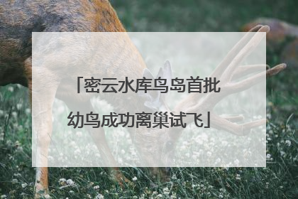 密云水库鸟岛首批幼鸟成功离巢试飞