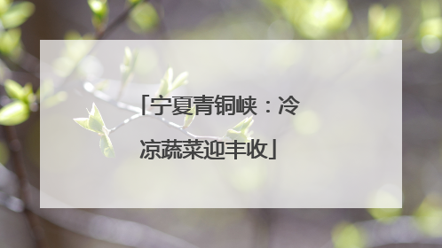 宁夏青铜峡：冷凉蔬菜迎丰收