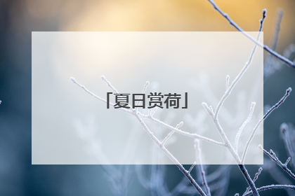 夏日赏荷