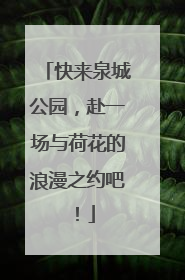 快来泉城公园，赴一场与荷花的浪漫之约吧！