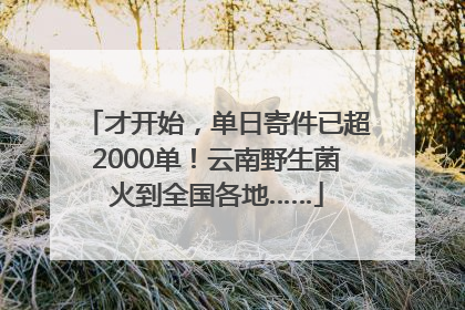 才开始，单日寄件已超2000单！云南野生菌火到全国各地……