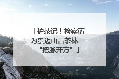 护茶记！检察蓝为景迈山古茶林 “把脉开方”