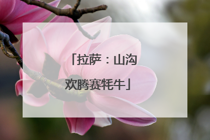 拉萨：山沟欢腾赛牦牛