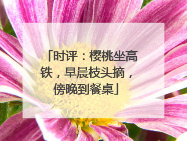 时评：樱桃坐高铁，早晨枝头摘，傍晚到餐桌