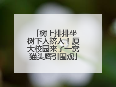 树上排排坐 树下人挤人！厦大校园来了一窝猫头鹰引围观