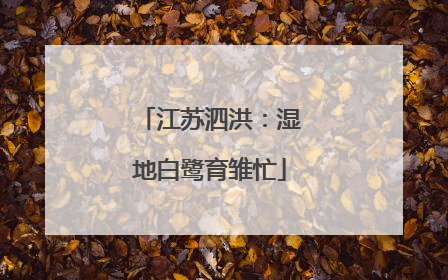 江苏泗洪：湿地白鹭育雏忙