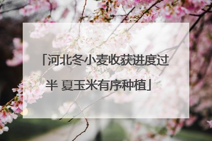 河北冬小麦收获进度过半 夏玉米有序种植
