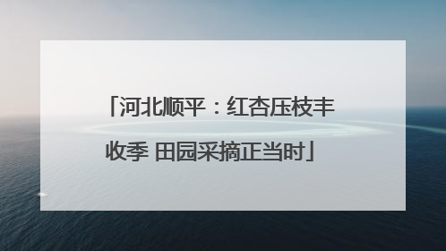 河北顺平：红杏压枝丰收季 田园采摘正当时