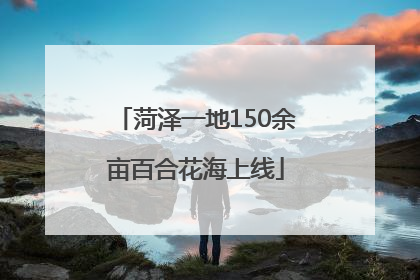 菏泽一地150余亩百合花海上线