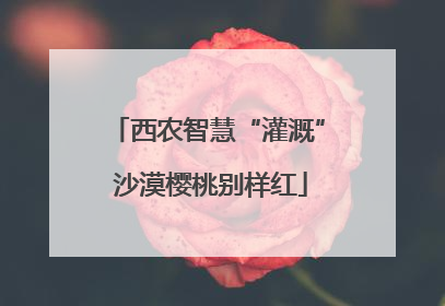 西农智慧“灌溉” 沙漠樱桃别样红