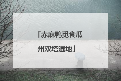 赤麻鸭觅食瓜州双塔湿地