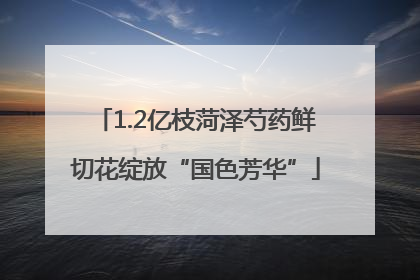 1.2亿枝菏泽芍药鲜切花绽放“国色芳华”